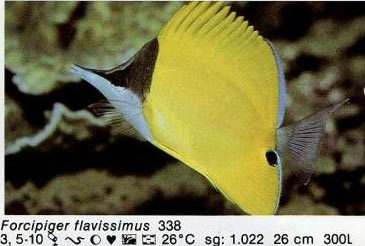 Forcipiger flavissimus